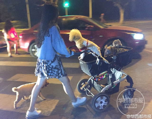 年轻女子推婴儿车遛狗引围观