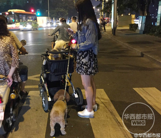 年轻女子推婴儿车遛狗引围观
