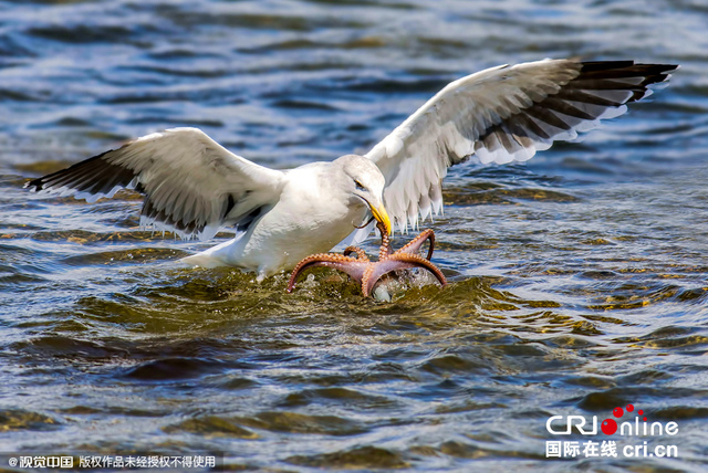 美湿地公园章鱼反击海鸥难逃噩运终被捕食