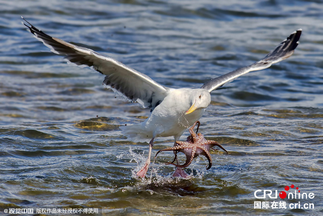 美湿地公园章鱼反击海鸥难逃噩运终被捕食