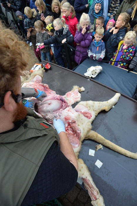 丹麦公园公开解剖小狮子 儿童现场围观