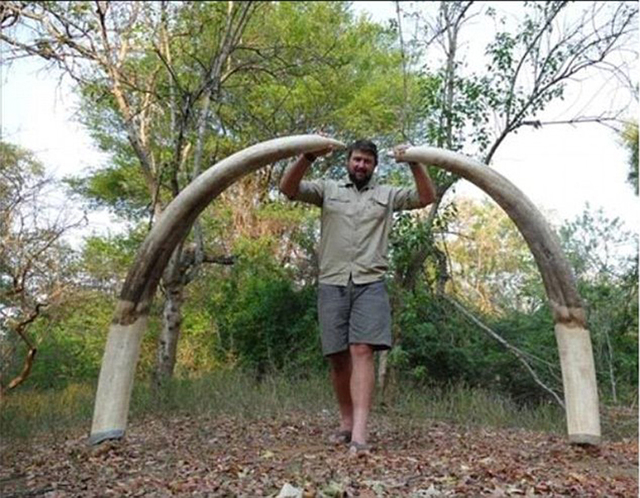 非洲“象王”遭德国猎人射杀 象牙一人多高