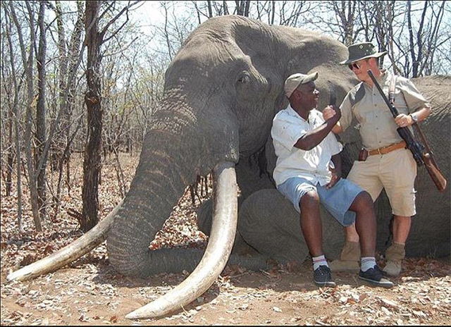 非洲“象王”遭德国猎人射杀 象牙一人多高