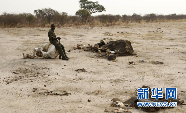 津巴布韦40头大象遭氰化物毒杀取走象牙