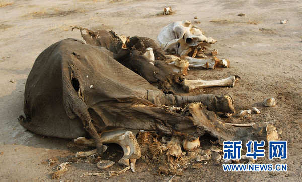 津巴布韦40头大象遭氰化物毒杀取走象牙