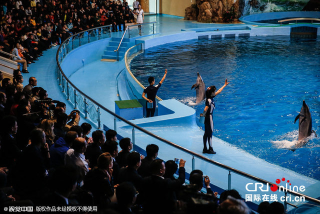 朝鮮神秘海豚館曝光 “美人魚”與海豚共舞