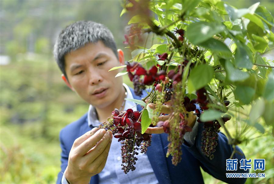 湖北恩施：“八月瓜”花開石旮旯