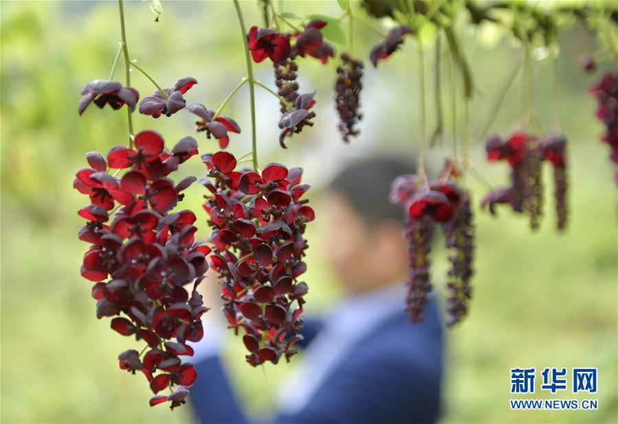 湖北恩施：“八月瓜”花開石旮旯