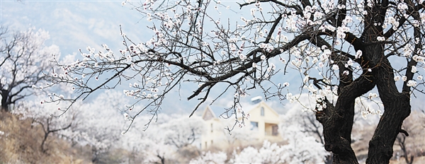 黑山幽谷处 杏花飘如雪