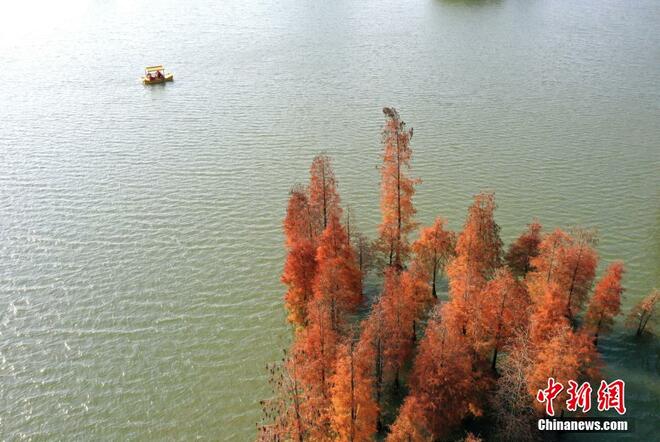 Hutan Metasequoia Jadi Tarikan Pelancong_fororder_shuishan6