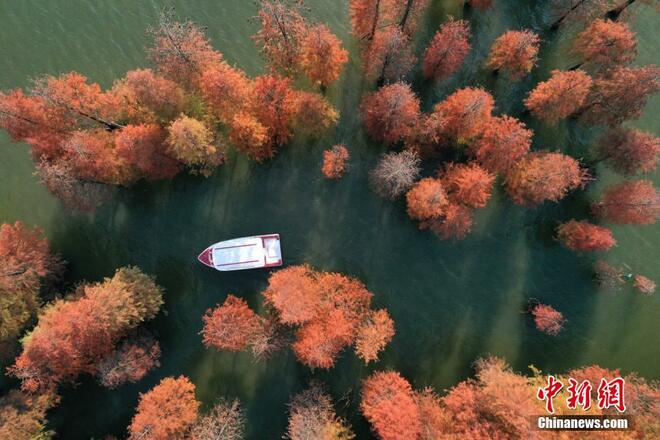 Hutan Metasequoia Jadi Tarikan Pelancong_fororder_shuishan3