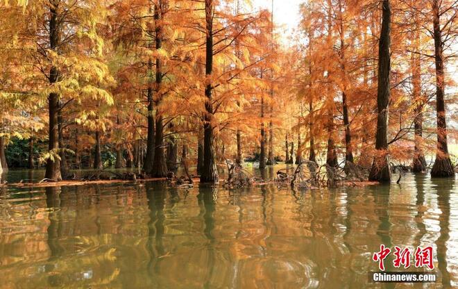 Hutan Metasequoia Jadi Tarikan Pelancong_fororder_shuishan2