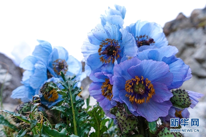 图片默认标题_fororder_6 拷贝