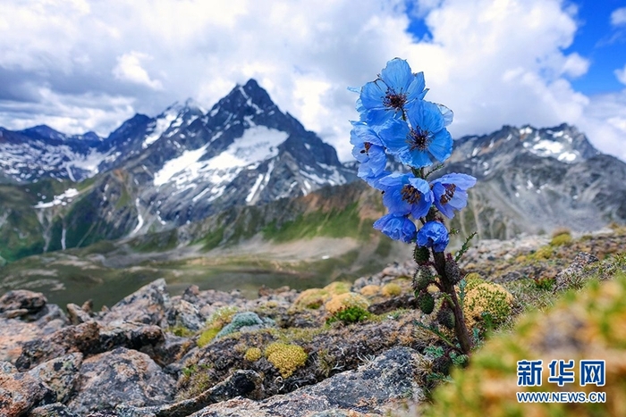 图片默认标题_fororder_5-盛放的绿绒蒿