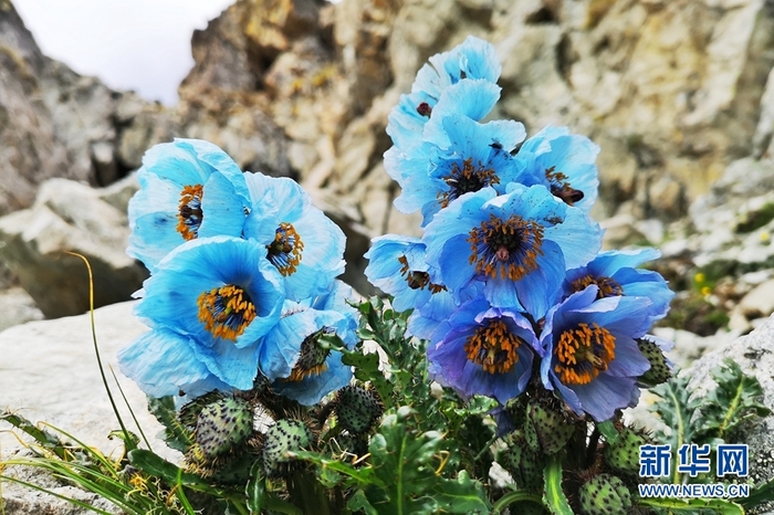 图片默认标题_fororder_8