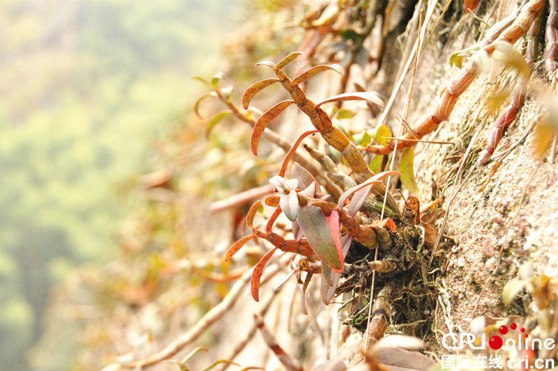   生长在崖壁上的铁皮石斛(图片由施灿提供)