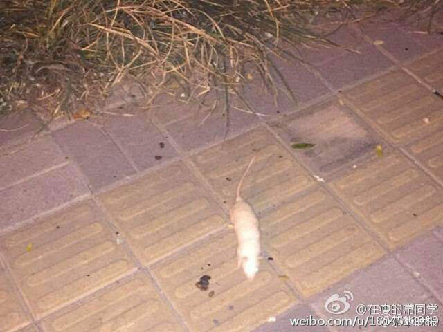 北京奥林匹克森林公园惊现大量白鼠 北京奥林匹克森林公园惊现大量白鼠