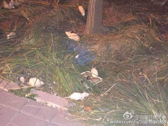 北京奥林匹克森林公园惊现大量白鼠 北京奥林匹克森林公园惊现大量白鼠
