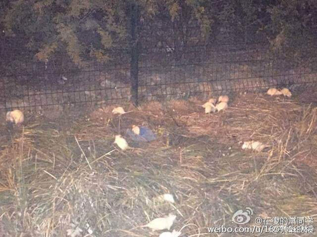 北京奥林匹克森林公园惊现大量白鼠 北京奥林匹克森林公园惊现大量白鼠