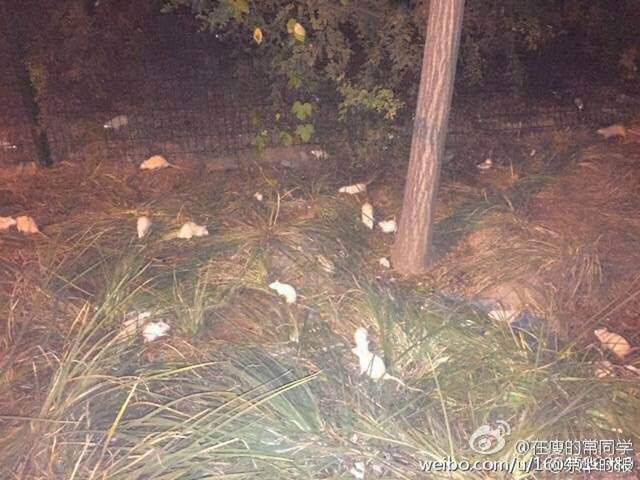 北京奥林匹克森林公园惊现大量白鼠 北京奥林匹克森林公园惊现大量白鼠