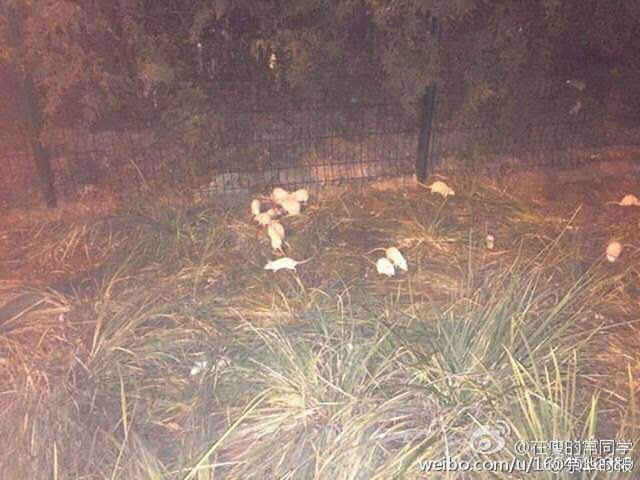 北京奥林匹克森林公园惊现大量白鼠 北京奥林匹克森林公园惊现大量白鼠