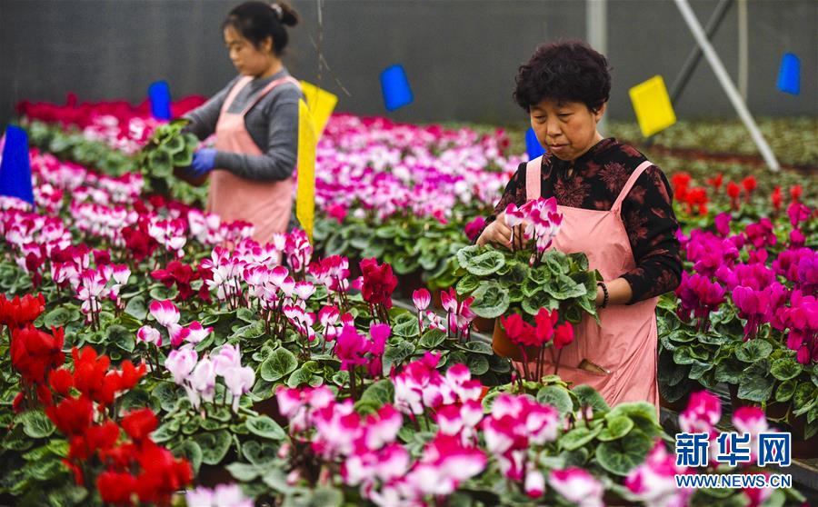 河北霸州：40万盆鲜花扮靓京津两节市场