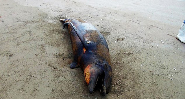 墨西哥海滩数十只海豚海龟搁浅死亡 或因海水污染