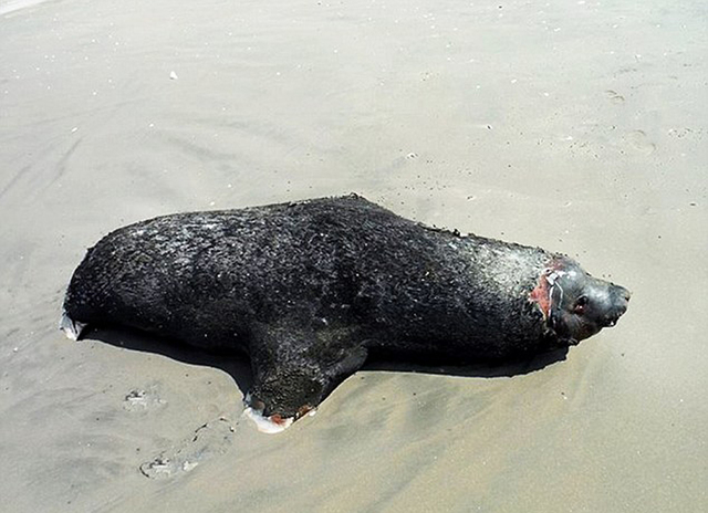 墨西哥海滩数十只海豚海龟搁浅死亡 或因海水污染