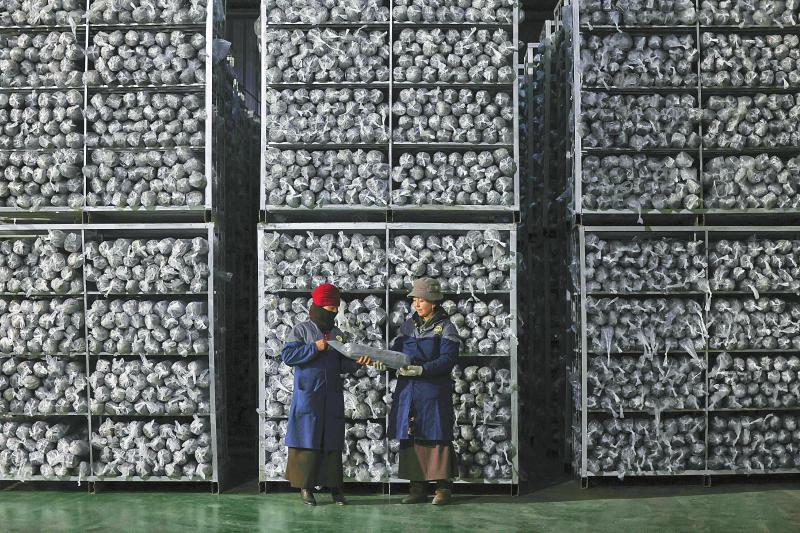 （转载）小菌菇敲开致富门——贡嘎山下松茸村的大产业