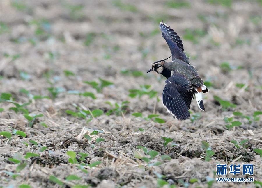 福建泉州石獅環灣濕地公園：濕地鳥翩躚
