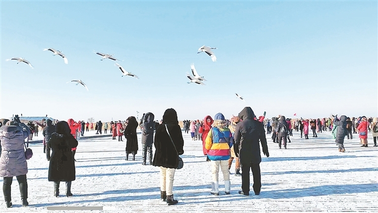 “雪地观鹤节”启幕