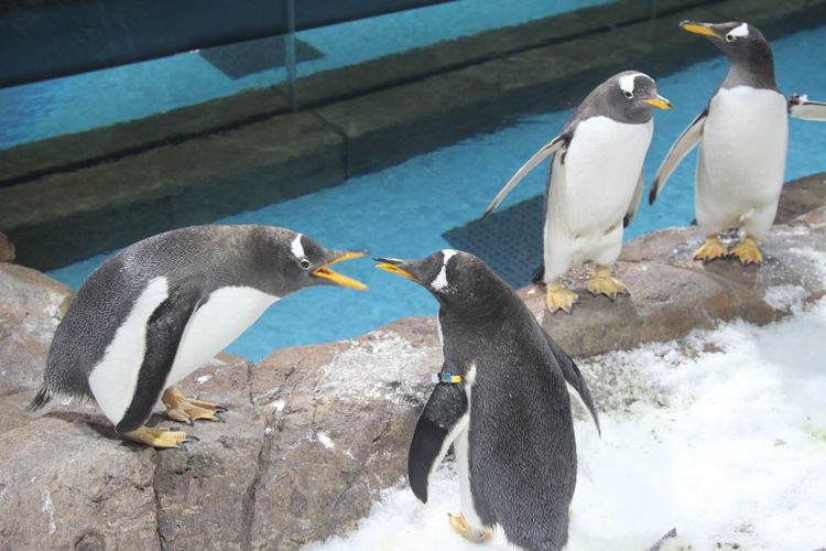 （有修改）B【黑龙江】20只巴布亚企鹅入驻冰城成为“永久居民”