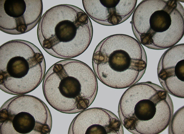 细腻之美:2015尼康微观世界摄影大赛获奖作品公布