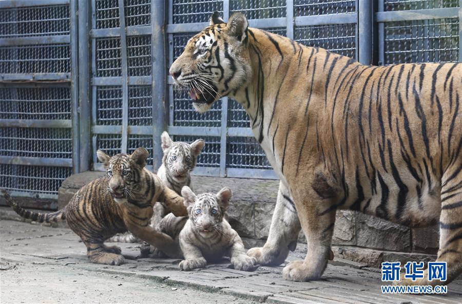 山東濟南：三胞胎虎寶寶與遊客見面
