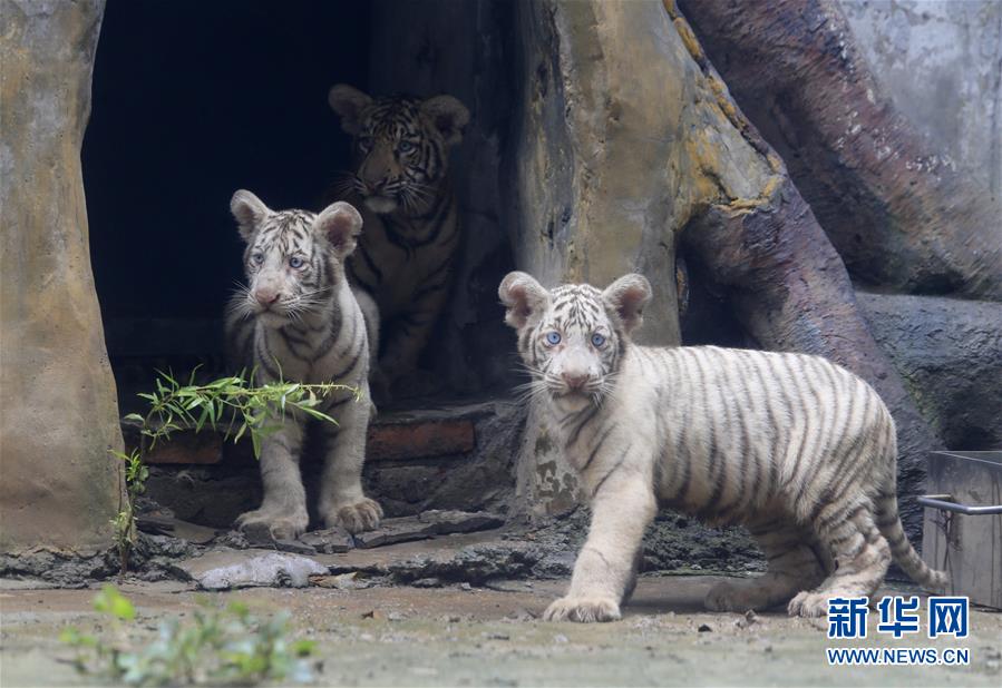 山東濟南：三胞胎虎寶寶與遊客見面