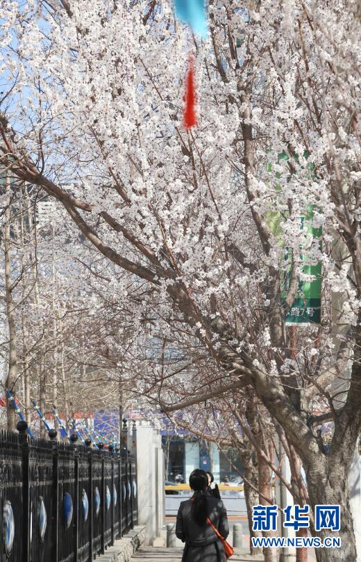瀋陽：春暖迎花開