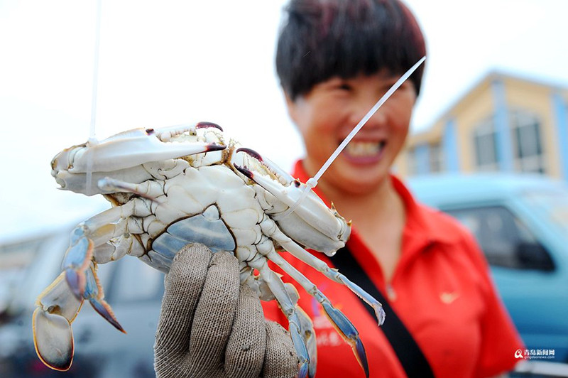 青岛：金秋开海季 鲜活海产品等你来扫货_fororder_1_副本