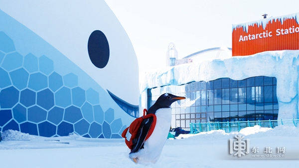 “淘學企鵝”冰雪巡遊 哈爾濱極地公園將於1月22日盛大啟幕