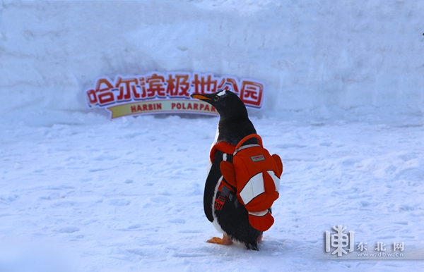 “淘学企鹅”冰雪巡游 哈尔滨极地公园将于1月22日盛大启幕