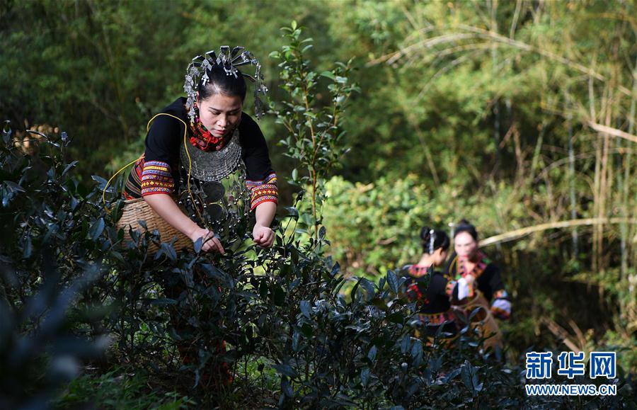 海南“早春茶”开采