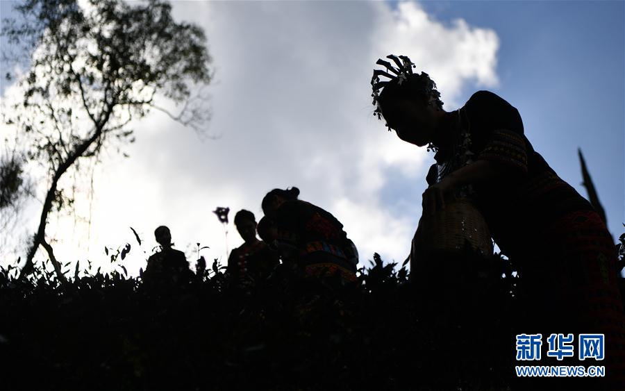 海南“早春茶”开采