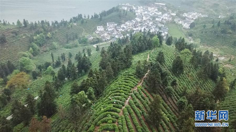 安徽：綠水青山茶飄香