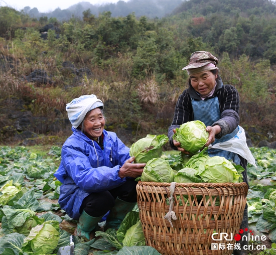 贵州长顺：发展产业助农增收