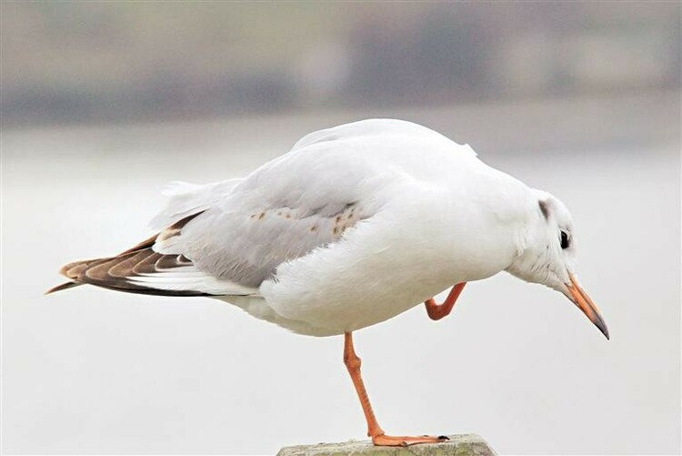 （中首）红嘴鸥来贵州安顺做客_fororder_红嘴鸥1