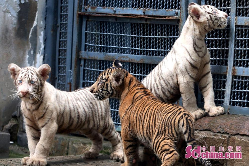 濟南動物園猛獸家族新添3只孟加拉虎和3只猞猁-山東頻道-國際在線