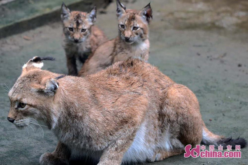 济南动物园猛兽家族新添3只孟加拉虎和3只猞猁 济南动物园猛兽家族新添3只孟加拉虎和3只猞猁_fororder_5_副本