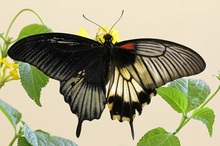 英国发现罕见“阴阳蝶”左雄右雌体色诡异