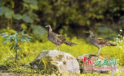 白颈长尾雉现身江西幕阜山 属一级保护动物 白颈长尾雉现身江西幕阜山 属一级保护动物