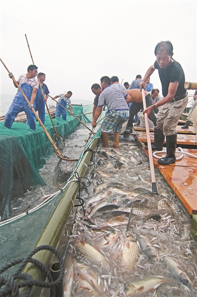 （食品图文）江苏常州市渔民在太湖指定水域用高踏网捕鱼