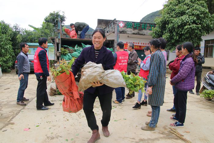 崇左大新：打造“青梅之乡”助农增收